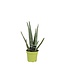 Aloë Vera kamerplant 35 cm potmaat 10.5 cm