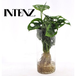 Koning Bamboe Monstera in glazen cilinder kamerplant 25 cm
