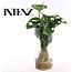 Monstera in glazen cilinder kamerplant 25 cm