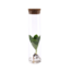 Clusia In glazen buis kamerplant 15 cm