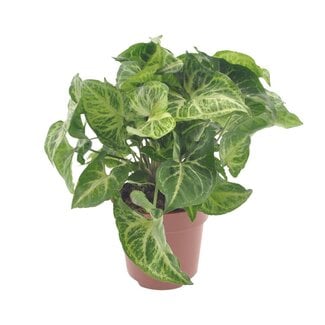 Koning Bamboe Syngonium Arrow houseplant 25 cm