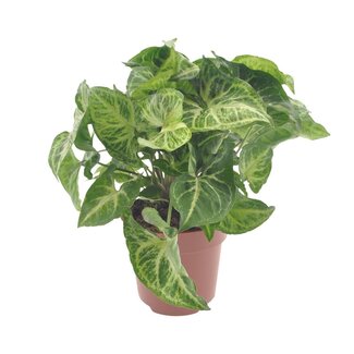 Koning Bamboe Syngonium Arrow Zimmerpflanze 25 cm