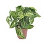 Syngonium Arrow kamerplant 25 cm potmaat 12 cm