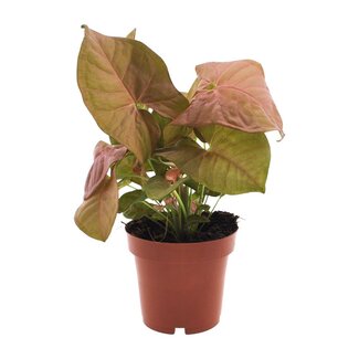Koning Bamboe Syngonium Neon kamerplant 25 cm