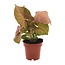 Syngonium Neon kamerplant 25 cm potmaat 12 cm