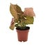 Syngonium Neon houseplant 25 cm pot size 12 cm