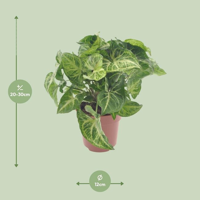 Syngonium Arrow houseplant 25 cm pot size 12 cm
