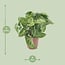 Syngonium Arrow houseplant 25 cm pot size 12 cm