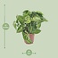 Syngonium Arrow kamerplant 25 cm potmaat 12 cm