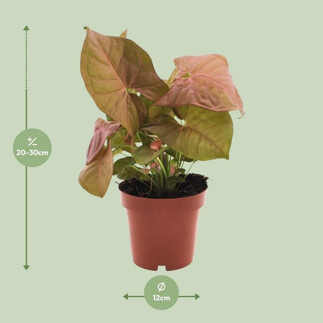 Syngonium Neon houseplant 25 cm pot size 12 cm