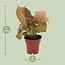 Syngonium Neon kamerplant 25 cm potmaat 12 cm