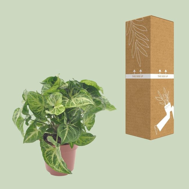Syngonium Arrow houseplant 25 cm pot size 12 cm