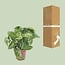 Syngonium Arrow houseplant 25 cm pot size 12 cm