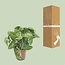 Syngonium Arrow kamerplant 25 cm potmaat 12 cm