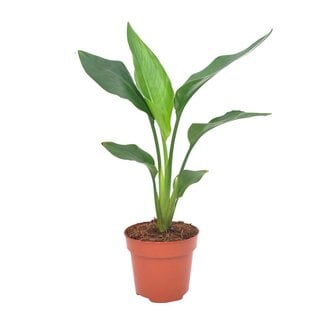 Koning Bamboe Strelitzia Reginea houseplant 40 cm