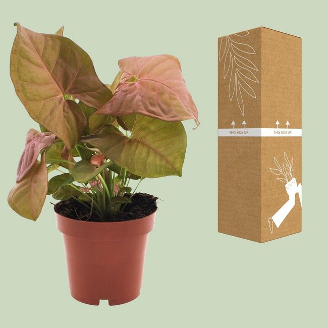 Syngonium Neon kamerplant 25 cm potmaat 12 cm