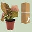 Syngonium Neon houseplant 25 cm pot size 12 cm