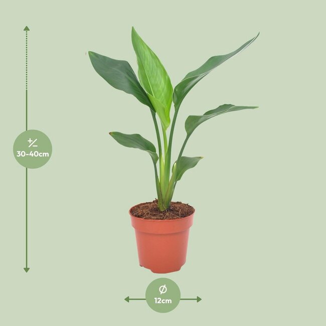 Strelitzia Reginea Zimmerpflanze 40 cm Topfmaß 12 cm
