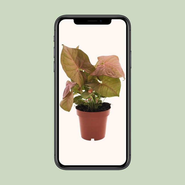 Syngonium Neon houseplant 25 cm pot size 12 cm