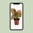 Syngonium Neon houseplant 25 cm pot size 12 cm