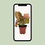Syngonium Neon Zimmerpflanze 25 cm Topfmaß 12 cm