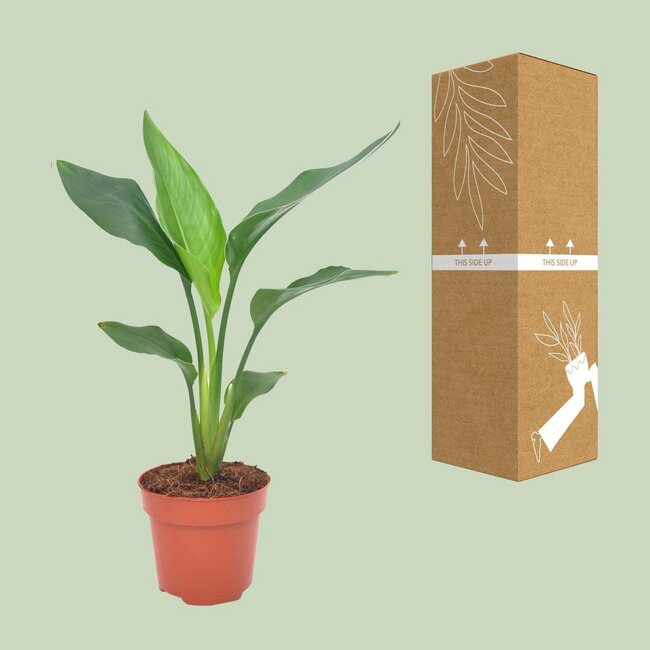 Strelitzia Reginea kamerplant 40 cm potmaat 12 cm