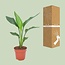 Strelitzia Reginea Zimmerpflanze 40 cm Topfmaß 12 cm