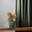 Syngonium Neon houseplant 25 cm pot size 12 cm