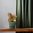 Syngonium Neon kamerplant 25 cm potmaat 12 cm