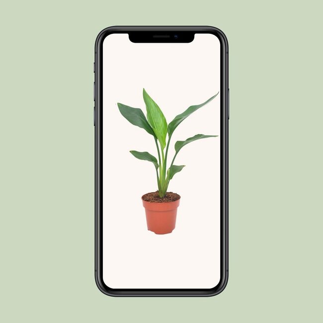 Strelitzia Reginea kamerplant 40 cm potmaat 12 cm