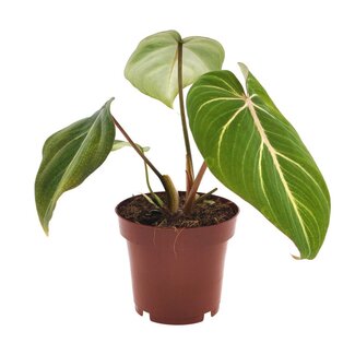 Koning Bamboe Philodendron Selloum Atom houseplant 25 cm