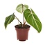 Philodendron Selloum Atom kamerplant 25 cm potmaat 12 cm