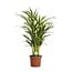 Dypsis Lutescens houseplant 65 cm pot size 17 cm