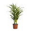 Dypsis Lutescens kamerplant 65 cm potmaat 17 cm