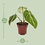 Philodendron Selloum Atom kamerplant 25 cm potmaat 12 cm