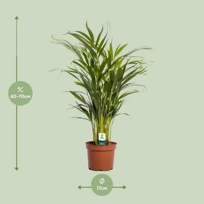 Dypsis Lutescens Zimmerpflanze 65 cm Topfmaß 17 cm
