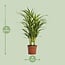 Dypsis Lutescens houseplant 65 cm pot size 17 cm