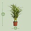 Dypsis Lutescens Zimmerpflanze 65 cm Topfmaß 17 cm