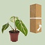 Philodendron Selloum Atom houseplant 25 cm pot size 12 cm