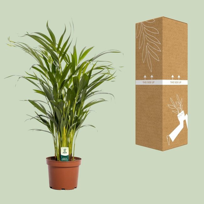 Dypsis Lutescens kamerplant 65 cm potmaat 17 cm