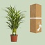 Dypsis Lutescens kamerplant 65 cm potmaat 17 cm