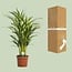 Dypsis Lutescens Zimmerpflanze 65 cm Topfmaß 17 cm