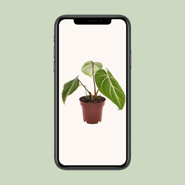 Philodendron Selloum Atom houseplant 25 cm pot size 12 cm