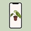 Philodendron Selloum Atom kamerplant 25 cm potmaat 12 cm