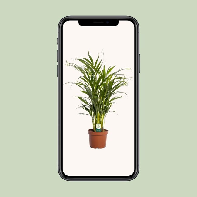 Dypsis Lutescens houseplant 65 cm pot size 17 cm
