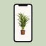 Dypsis Lutescens houseplant 65 cm pot size 17 cm