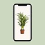 Dypsis Lutescens kamerplant 65 cm potmaat 17 cm