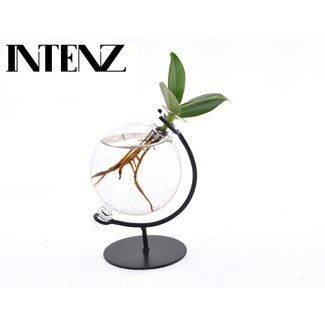 Koning Bamboe Clusia In Victoria glass kamerplant 10 cm