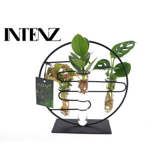 Koning Bamboe Houseplant mix Intenz Mix In Dubai 2.0 glass 25 cm