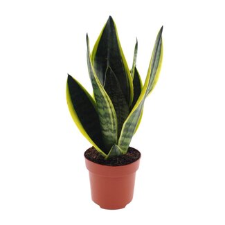 Koning Bamboe Sansevieria Futura Superba kamerplant 30 cm